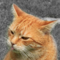 User profile picture